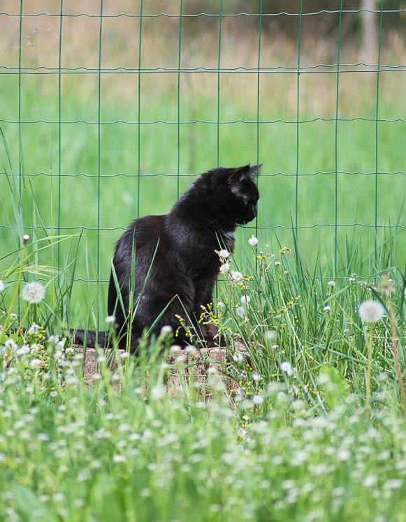 photographe d'un chat dans le jardin