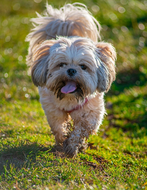 Photographie d'un chien en promenade